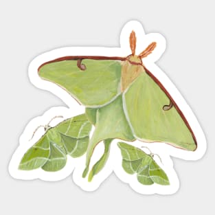 Luna and Showy Emerald Moths Sticker